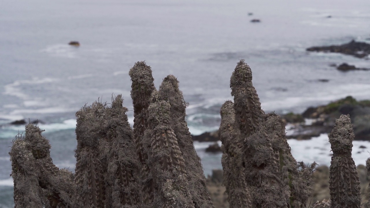 在南美洲智利的太平洋海岸线上，海浪在干燥的植物后面碾压着海岸。视频素材