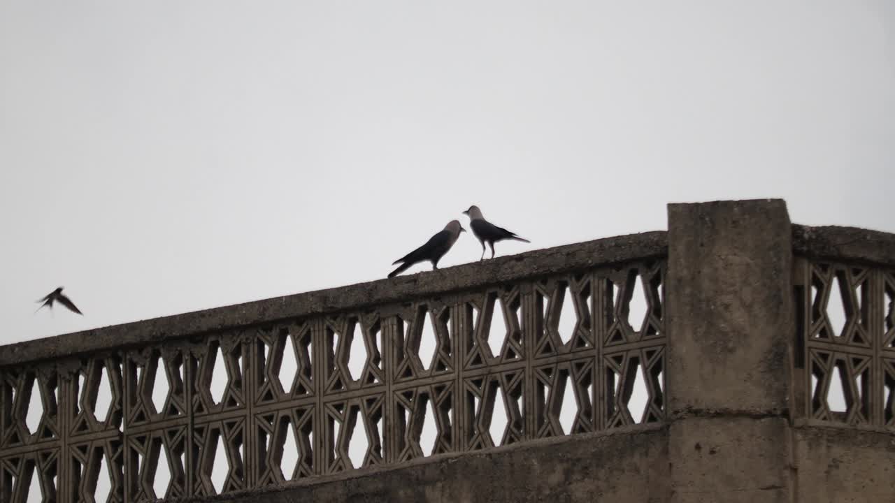 小鸟视频素材