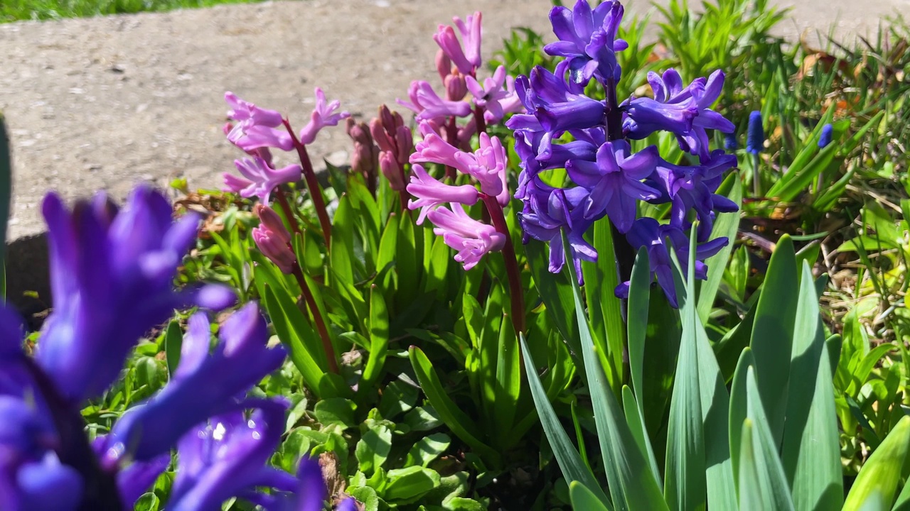 春天的一天，花园里的风信子花不同的颜色视频素材