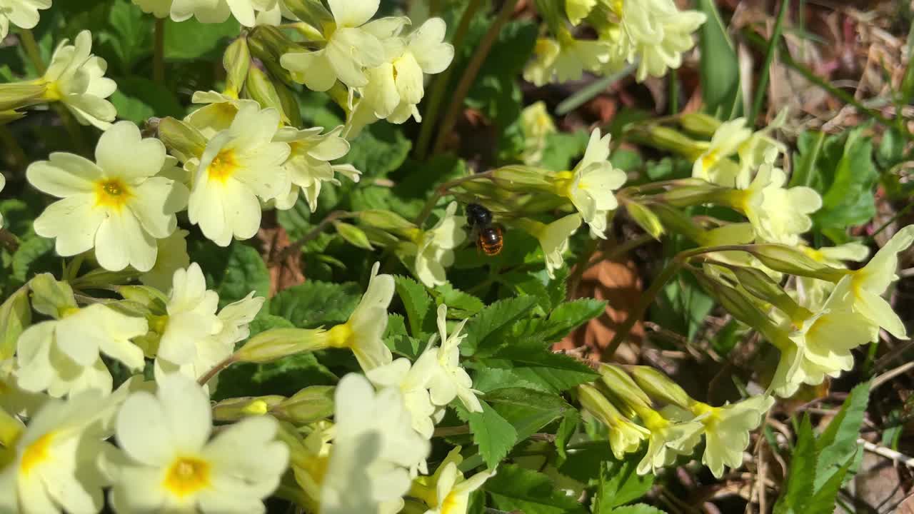 在一个阳光明媚的春日，蜜蜂在报春花上收集花粉视频素材