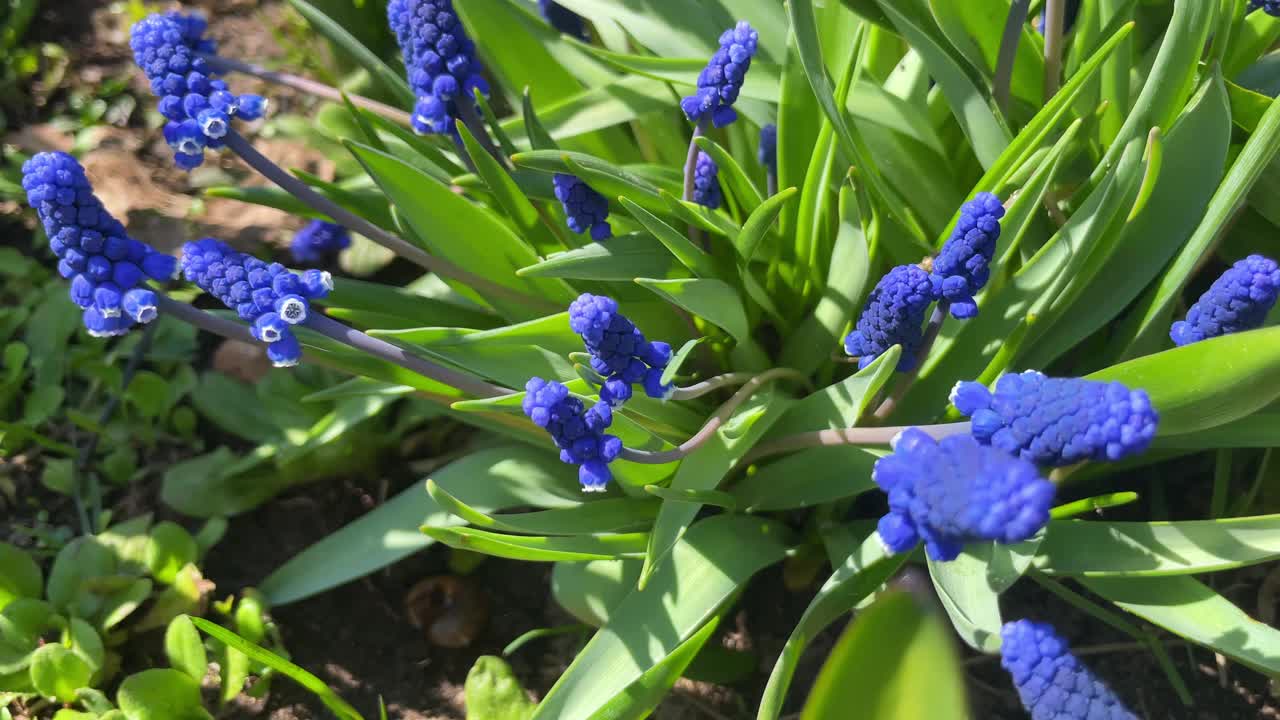 蓝色的麝香花近距离在田野里绽放。一群葡萄风信子在春天盛开，选择性集中视频素材