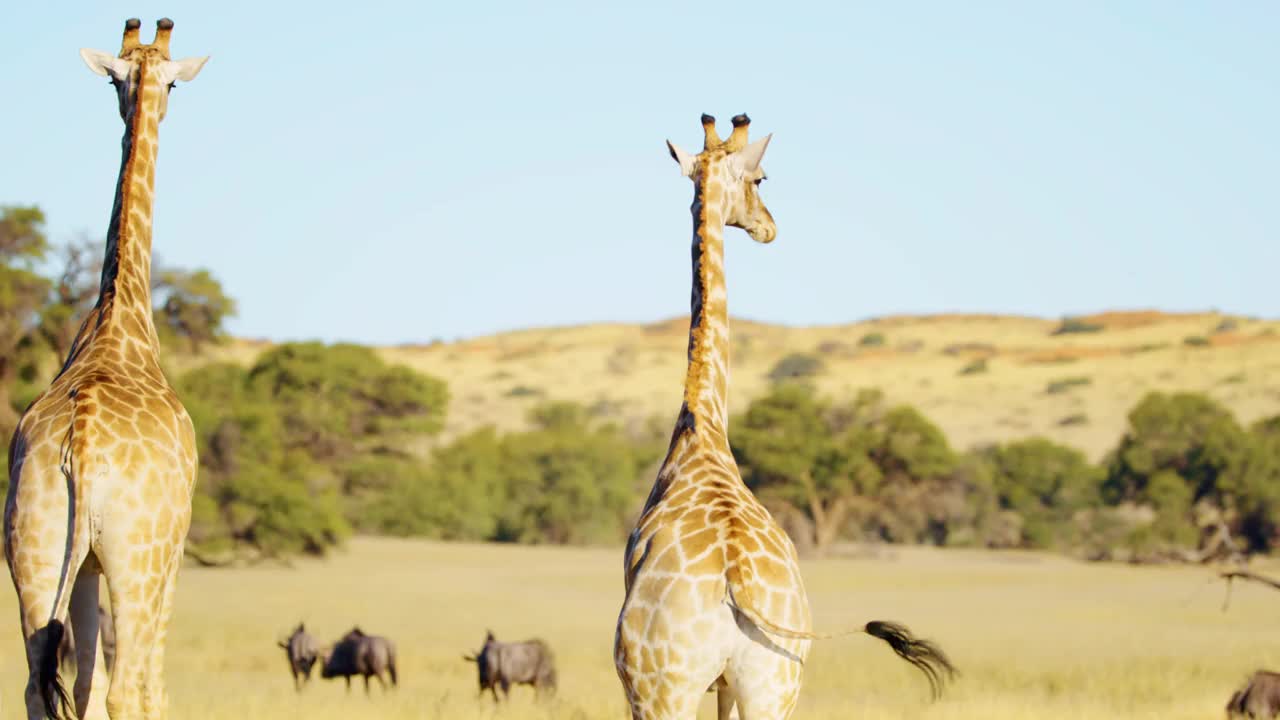 在萨凡纳，两只非洲长颈鹿(Giraffa camelopardalis)从摄像机前走开的慢动作镜头视频素材