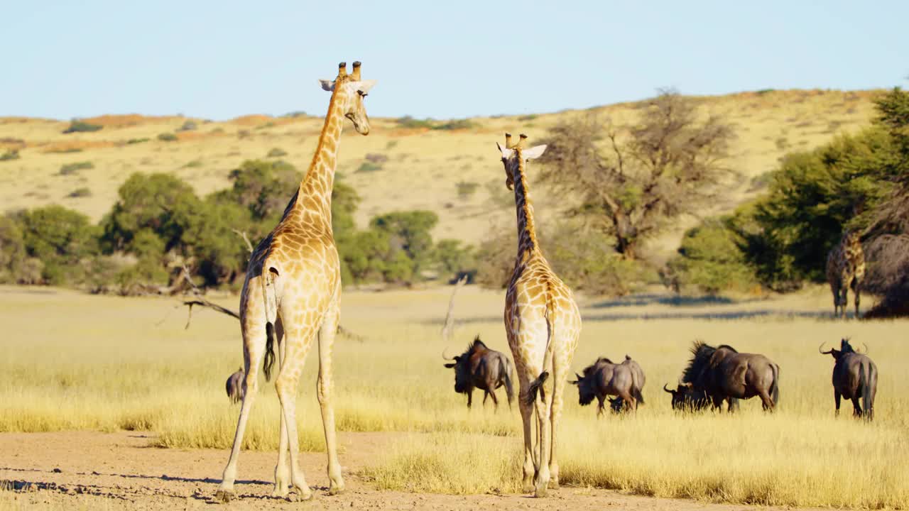 在萨凡纳，两只非洲长颈鹿(Giraffa camelopardalis)从摄像机前走开的慢动作镜头视频素材