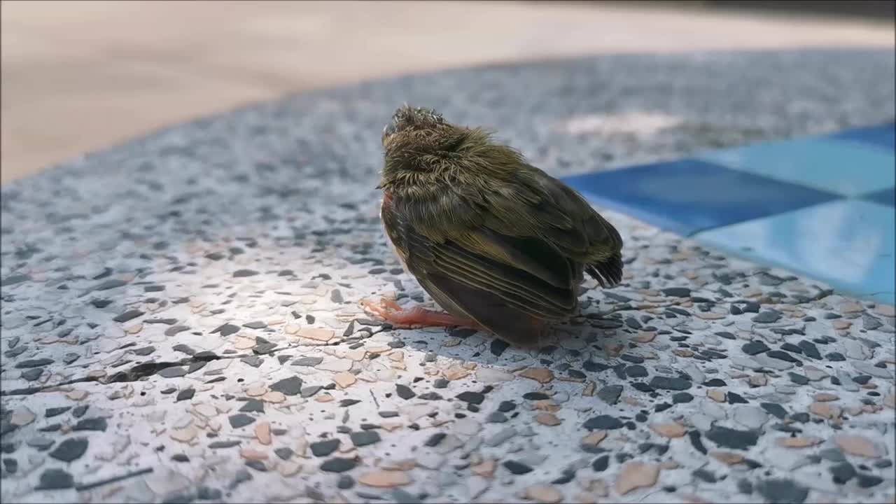 小鸟宝宝站在桌子上视频素材