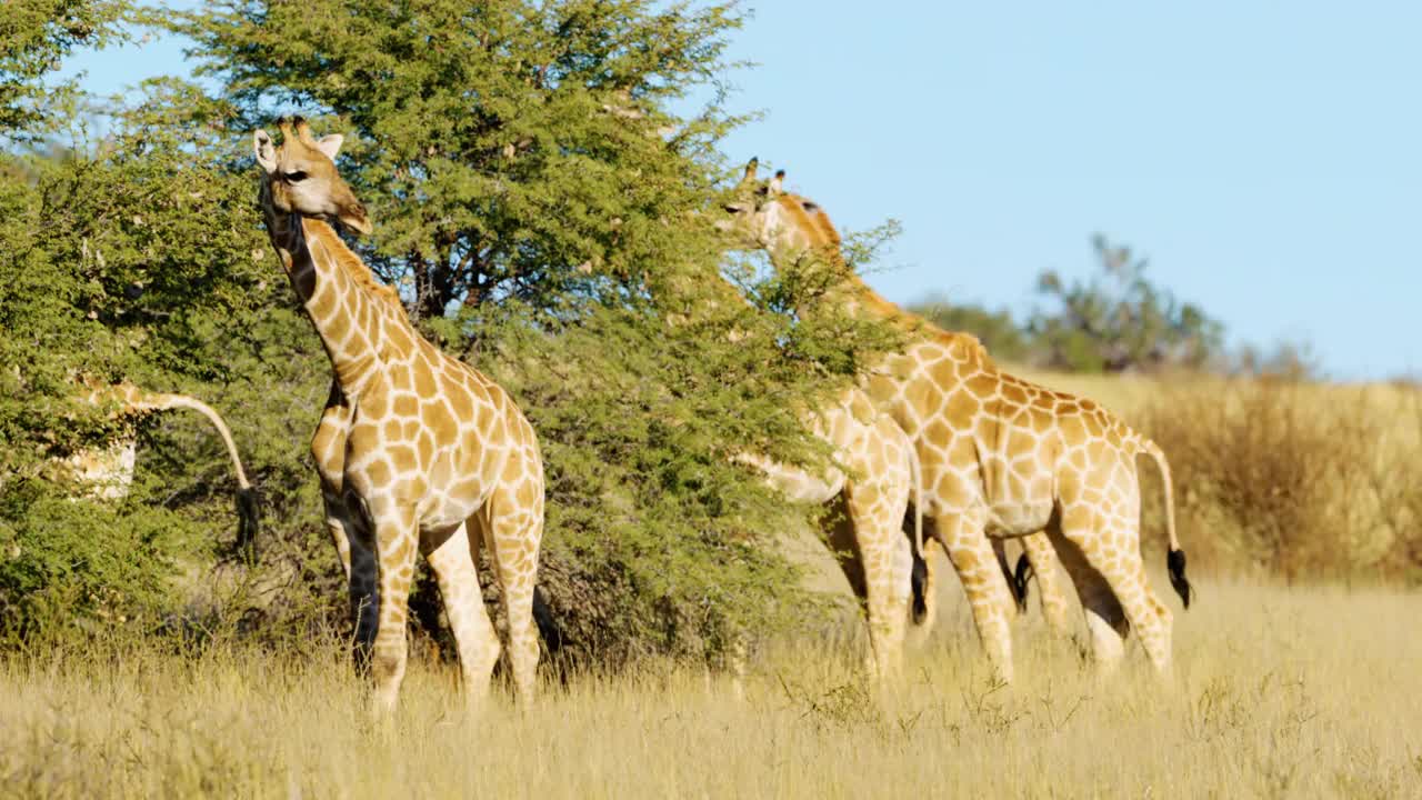 南非长颈鹿(Giraffa camelopardalis)正在吃树叶视频素材