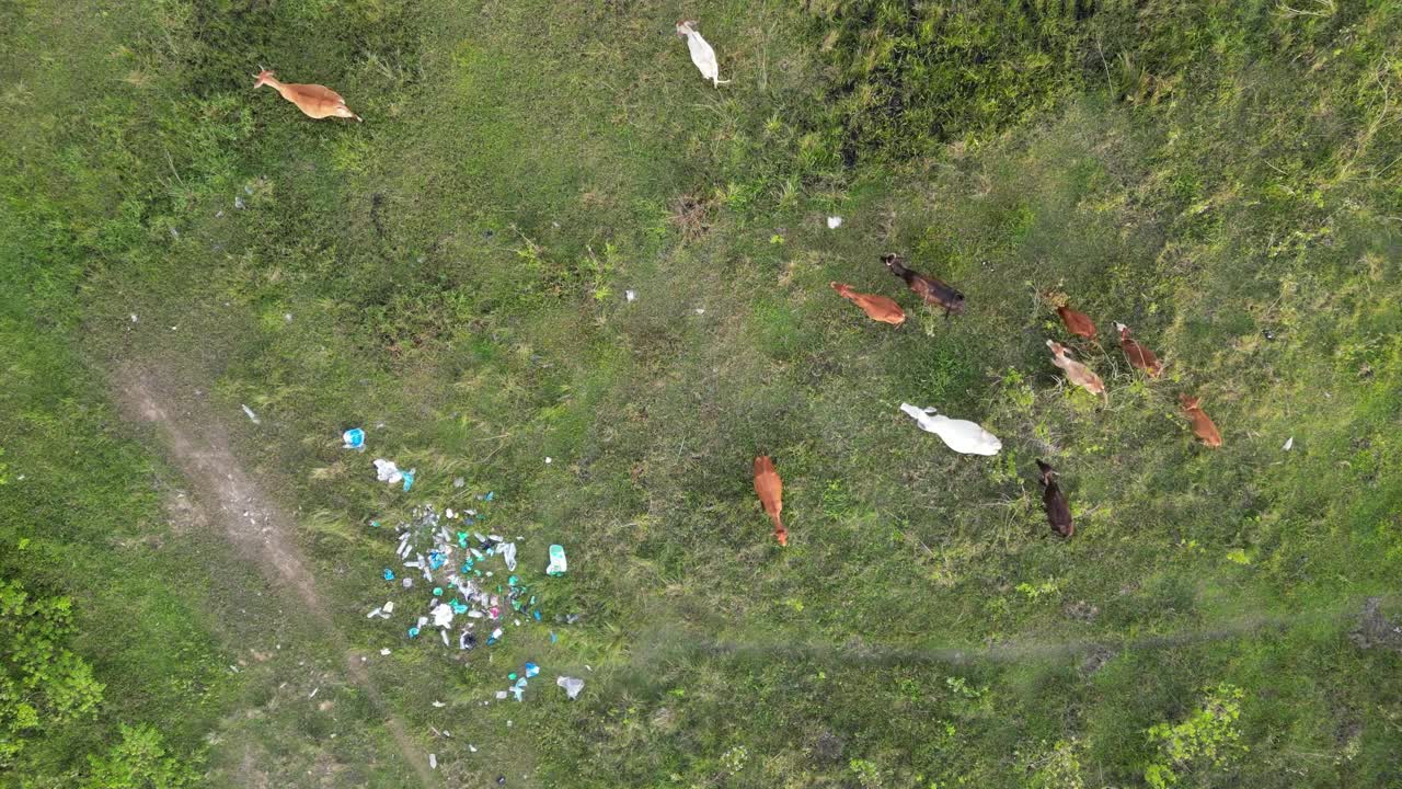 从空中俯瞰一群在垃圾堆旁吃草的牛视频素材