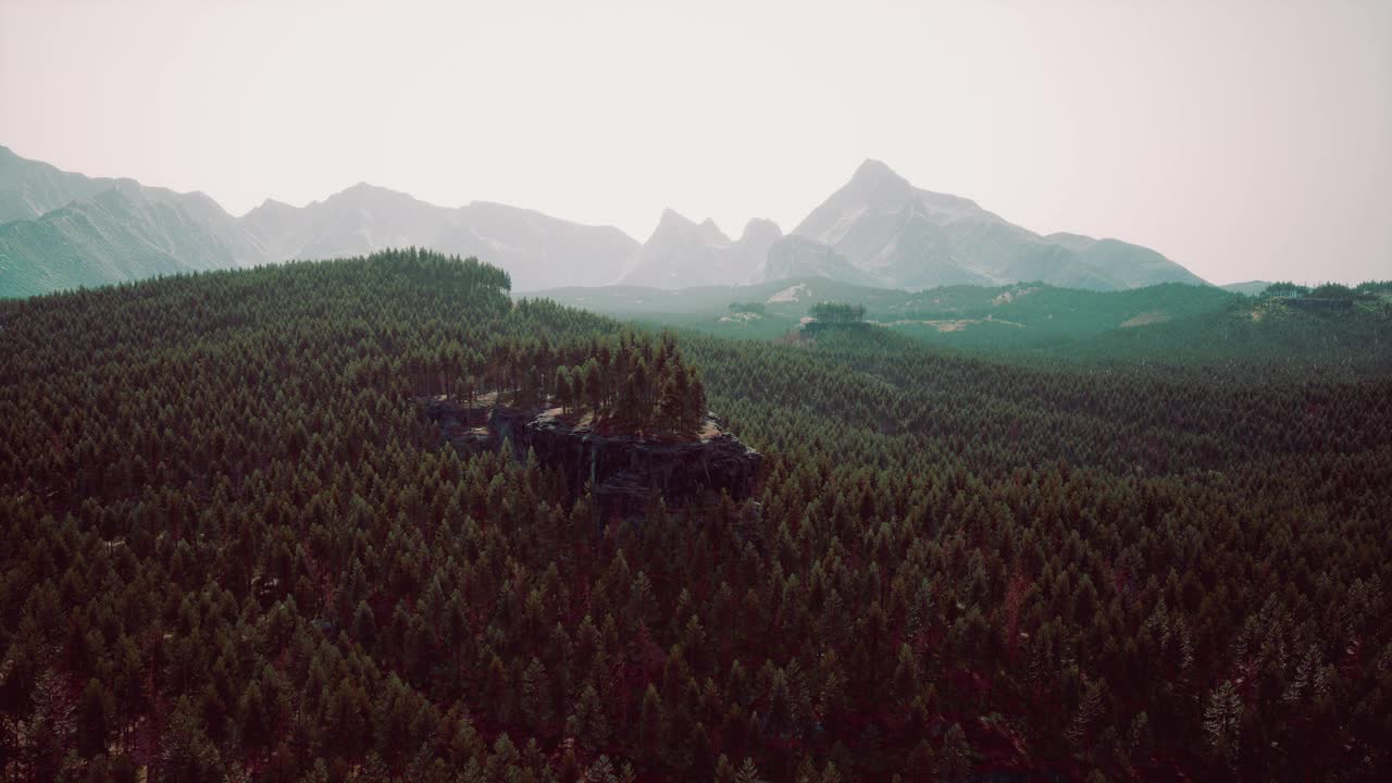 美丽的松树在高山上的背景视频素材