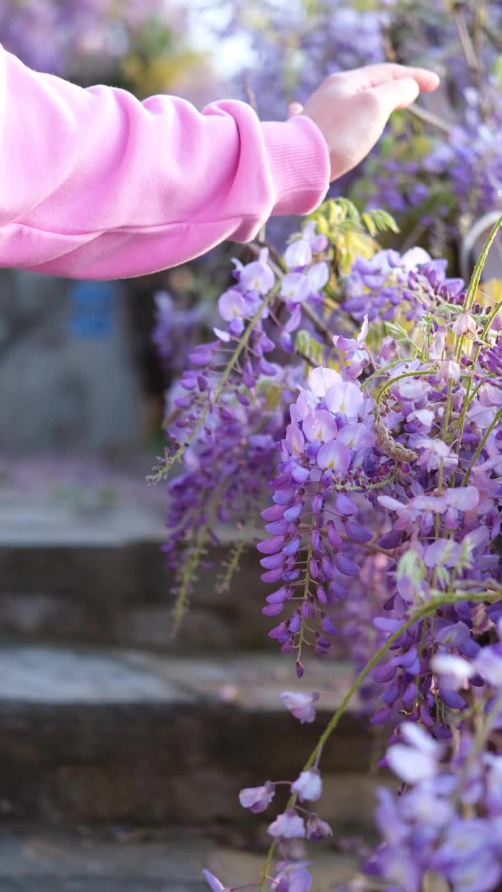 美丽的紫藤花视频素材