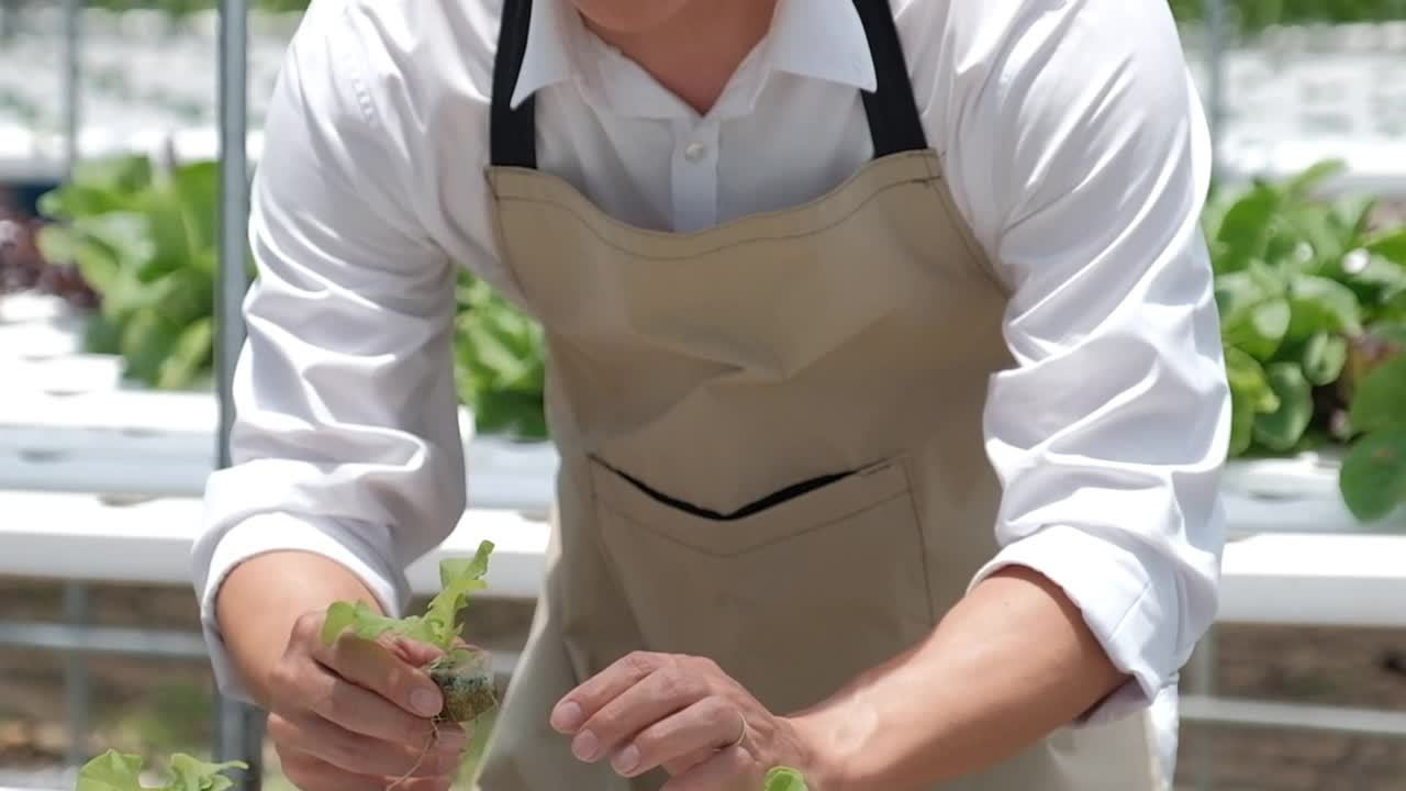 亚洲人从后院采摘小莴苣，在阳光下玩得开心。视频下载