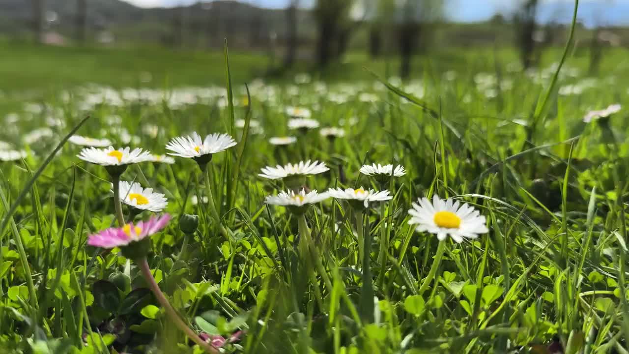 阳光明媚的夏日里，雏菊在田野里视频素材