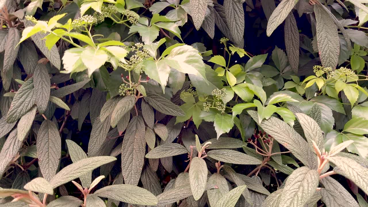 植物背景的特写镜头。视频素材