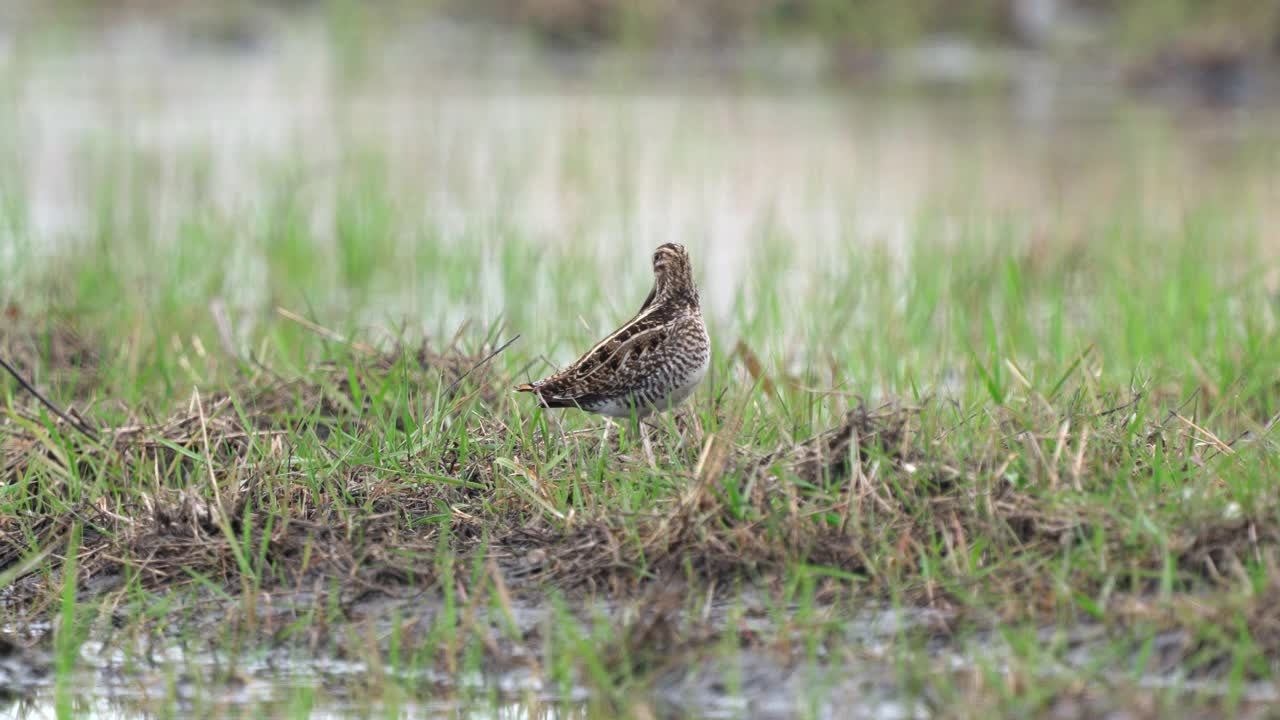 矶鹬鸟-普通鹬(Gallinago Gallinago)站在沼泽里尖叫。视频素材