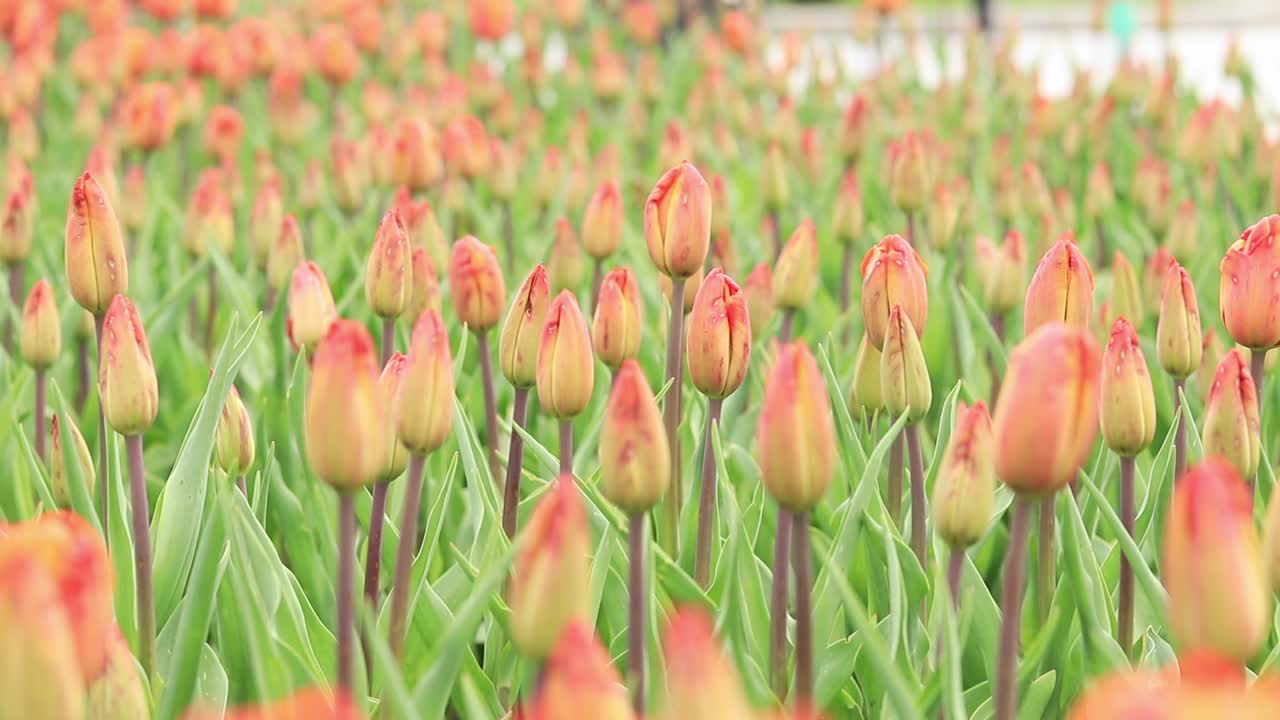 郁金香花蕾的田野特写视频素材