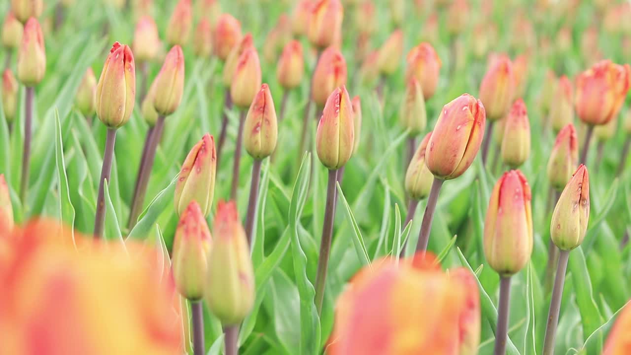 郁金香花蕾的田野特写视频素材