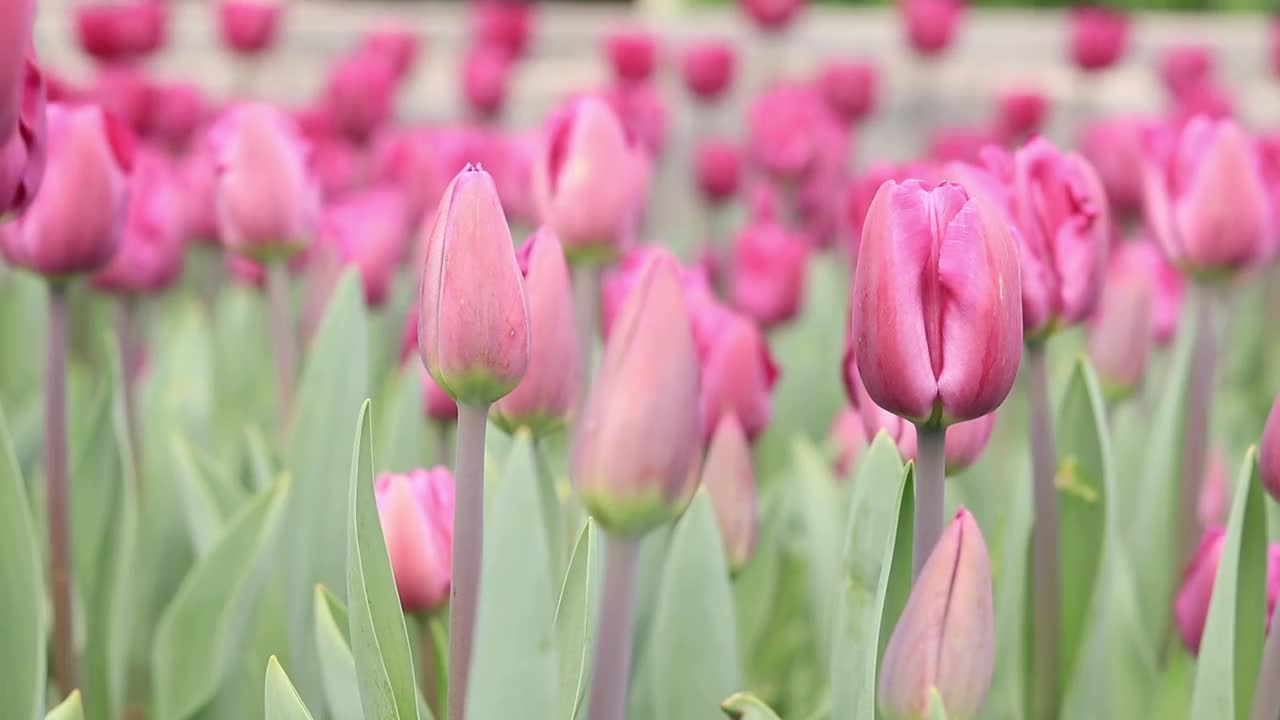 粉色郁金香特写。春暖花开的自然景观视频素材