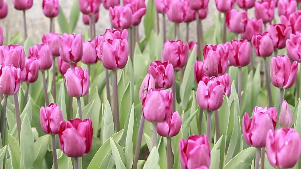 粉色郁金香特写。春暖花开的自然景观视频素材