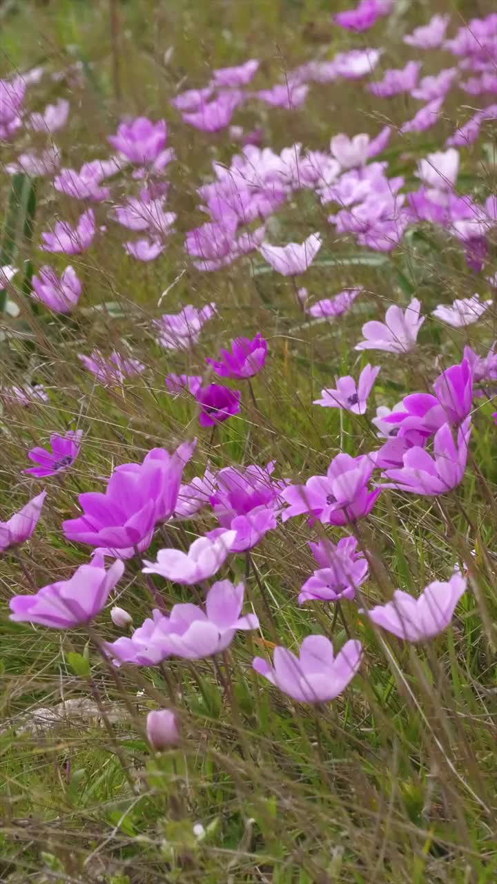 冠状海葵。视频素材