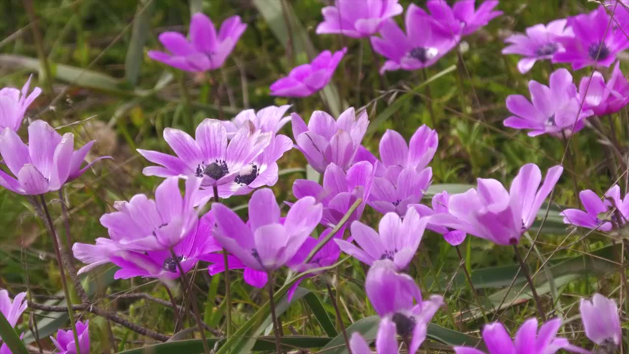 冠状海葵。视频素材