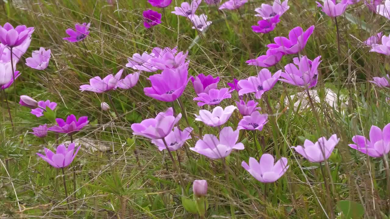 冠状海葵。视频素材