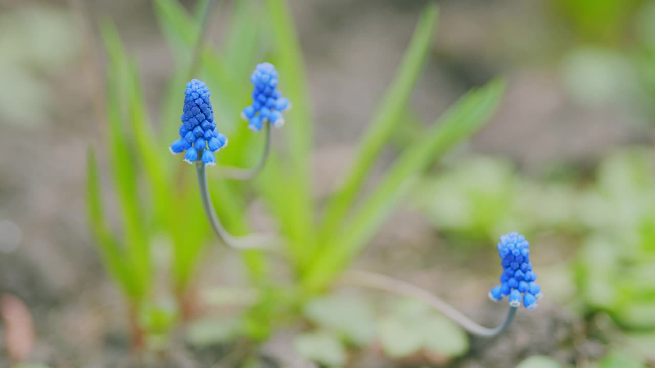 蓝色的钟形花朵在夏日的微风中轻轻绽放。春天蓝色的葡萄风信子花。缓慢的运动。视频素材