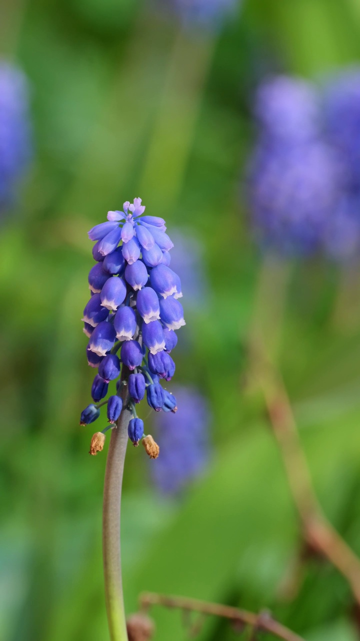 美丽的Muscari botryoides花盛开在户外视频素材