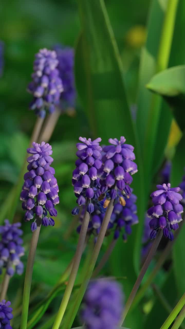 美丽的Muscari botryoides花盛开在户外视频素材