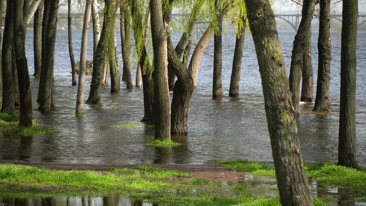 春天河水泛滥。河水溢出了城市的河岸。视频素材