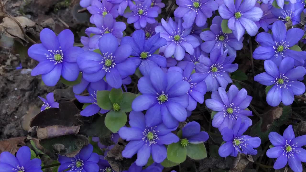 碧蓝的雪花莲，春花摇曳视频素材