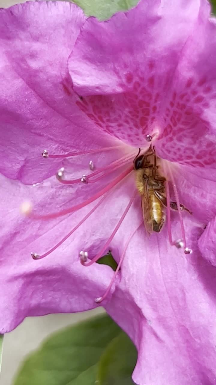 蜜蜂在杜鹃花垂直视频素材