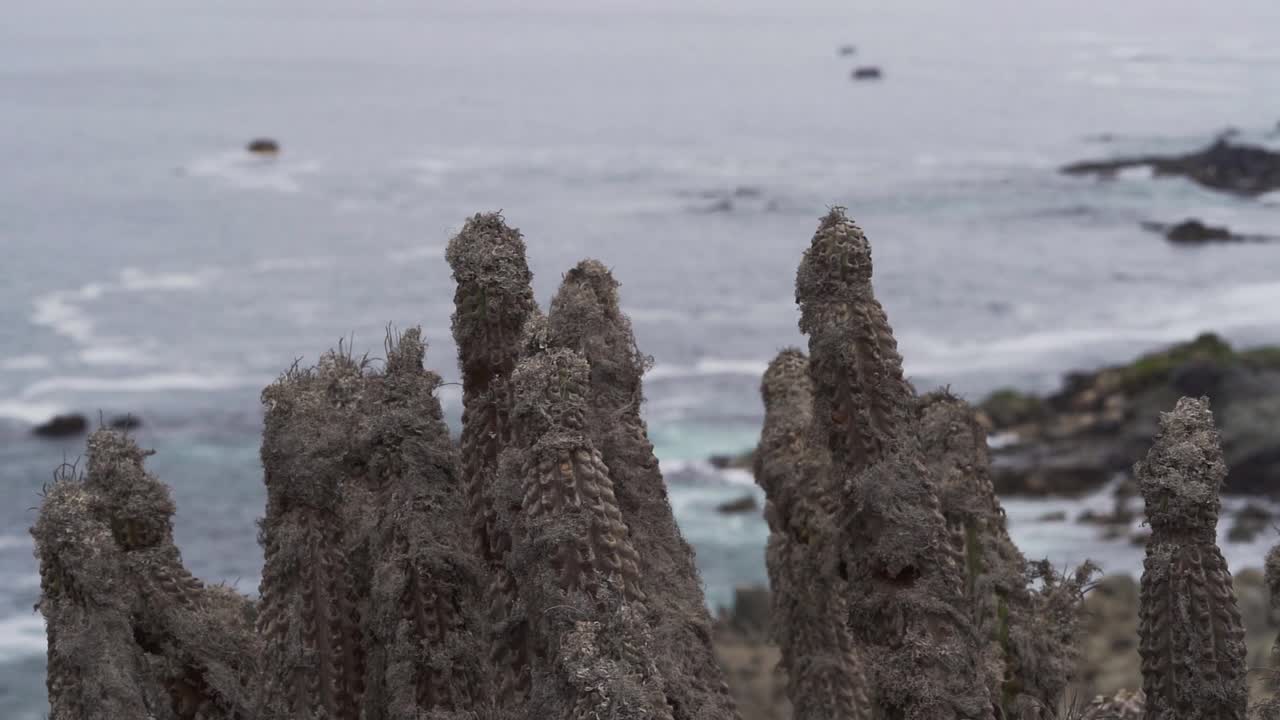 在南美洲智利的太平洋海岸线上，海浪在干燥的植物后面碾压着海岸。视频素材