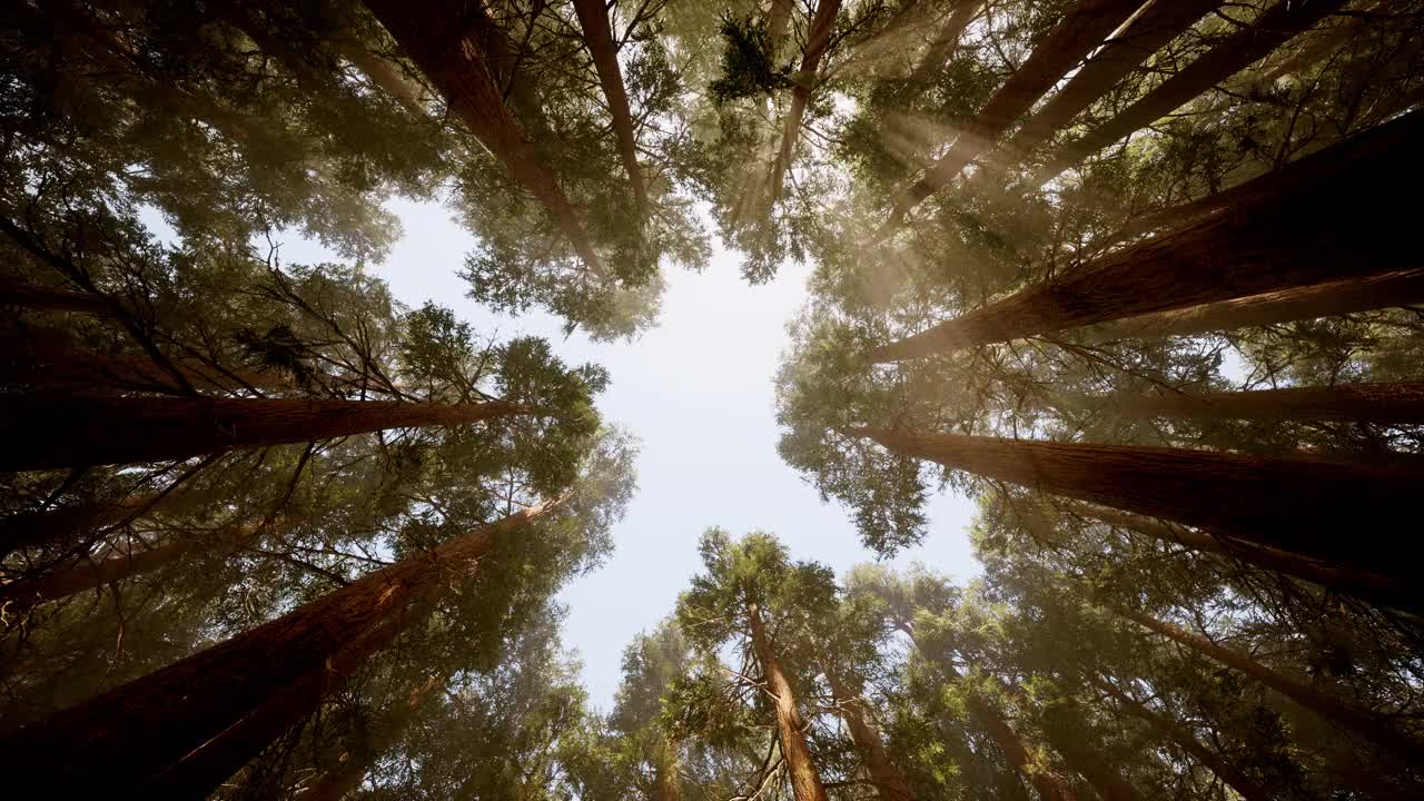 葱郁的绿树拔地而起视频素材