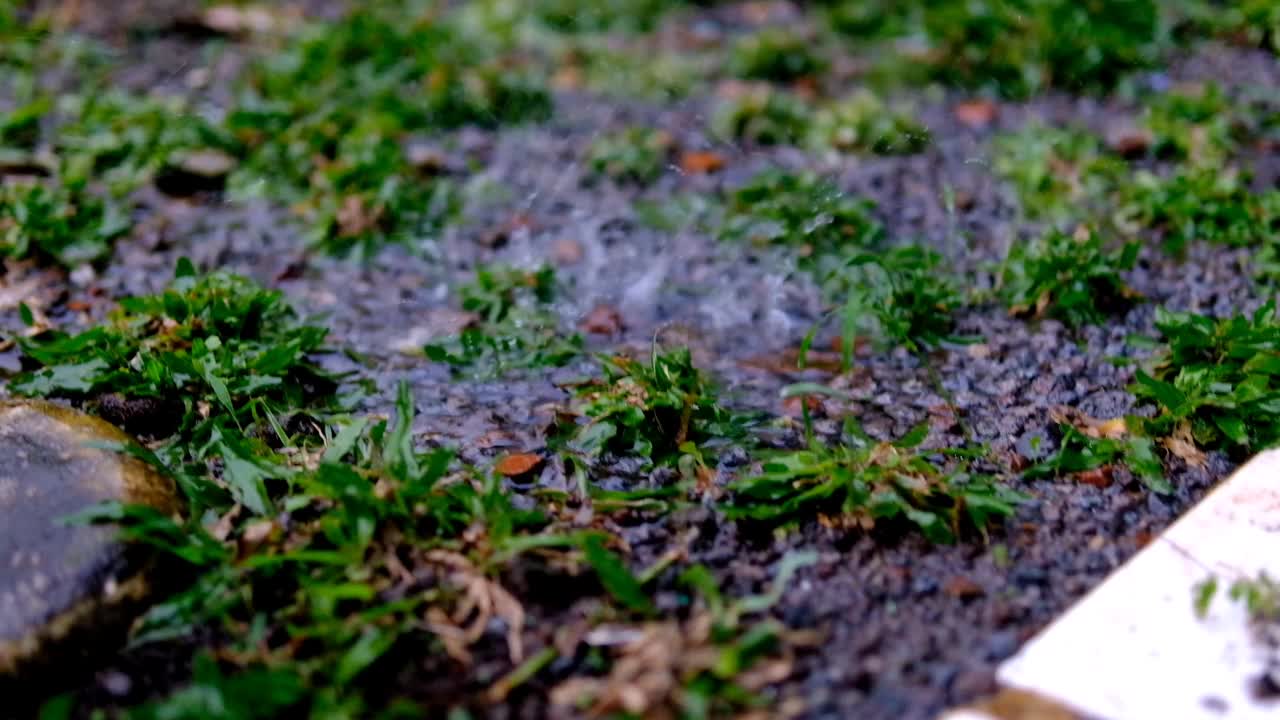 雨滴打湿了地面和院子里的草的短视频视频素材