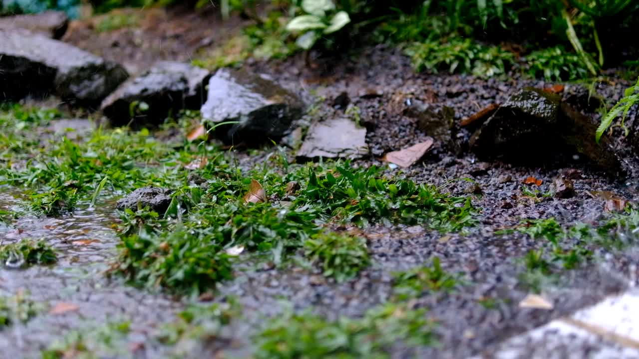 雨滴打湿了地面和院子里的草的短视频视频素材