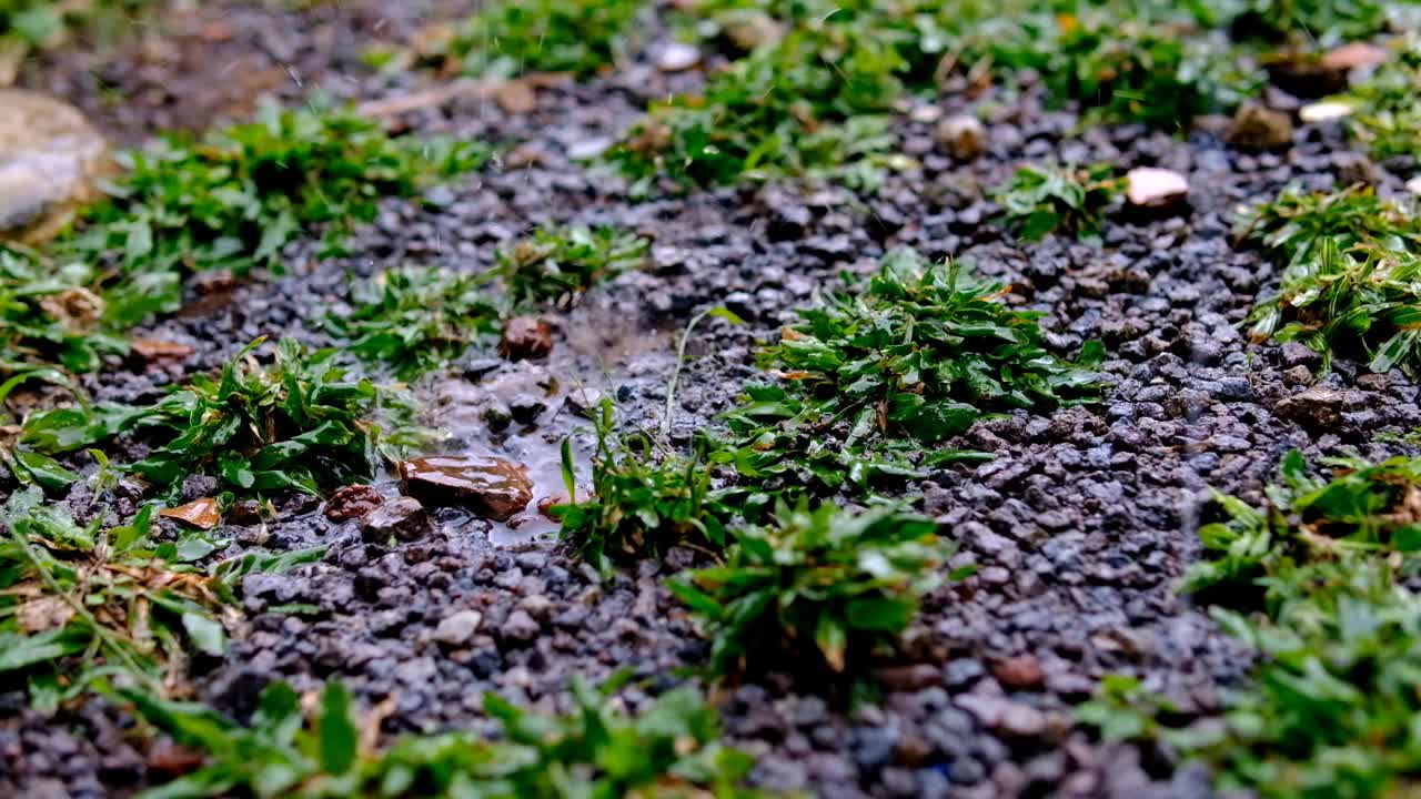 雨滴打湿了地面和院子里的草的短视频视频素材