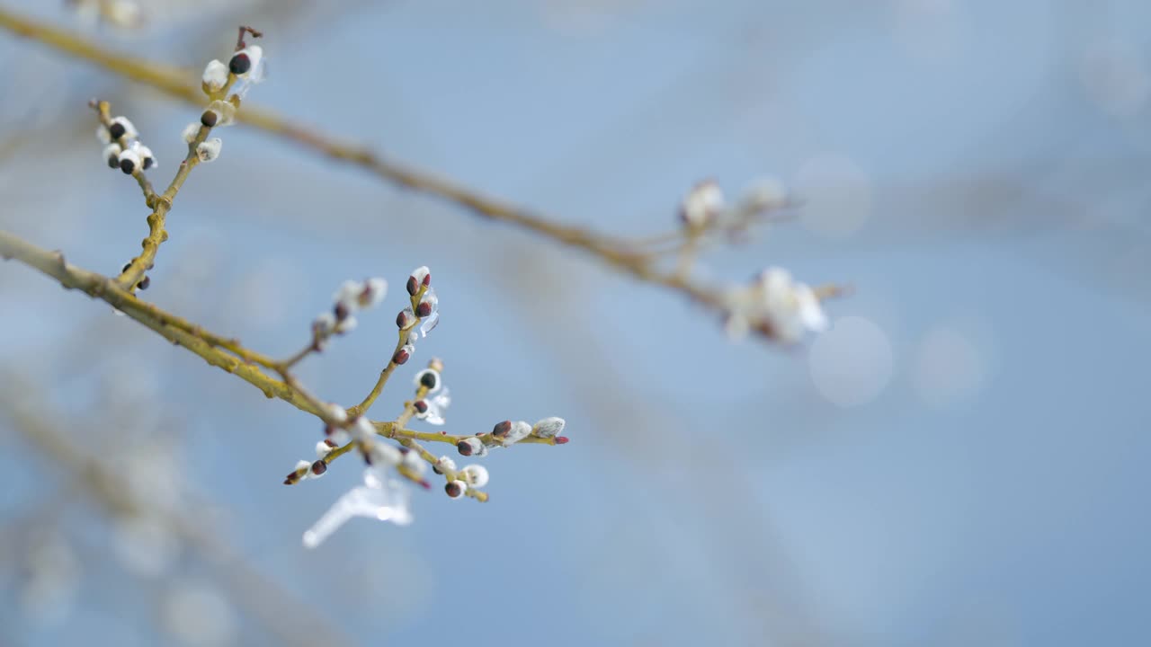 柳枝开花覆冰。开花柳，柳属。春天的时间。散景。视频素材