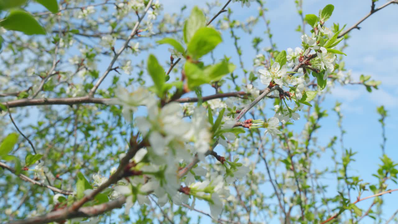 春天的背景是白色的樱花。春天樱桃树的白色花朵。缓慢的运动。视频素材