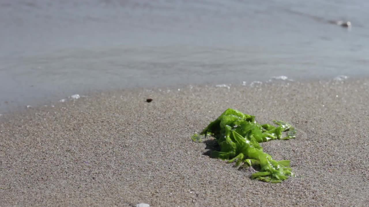 海草被潮水冲上岸。背景是平静的海浪。视频下载