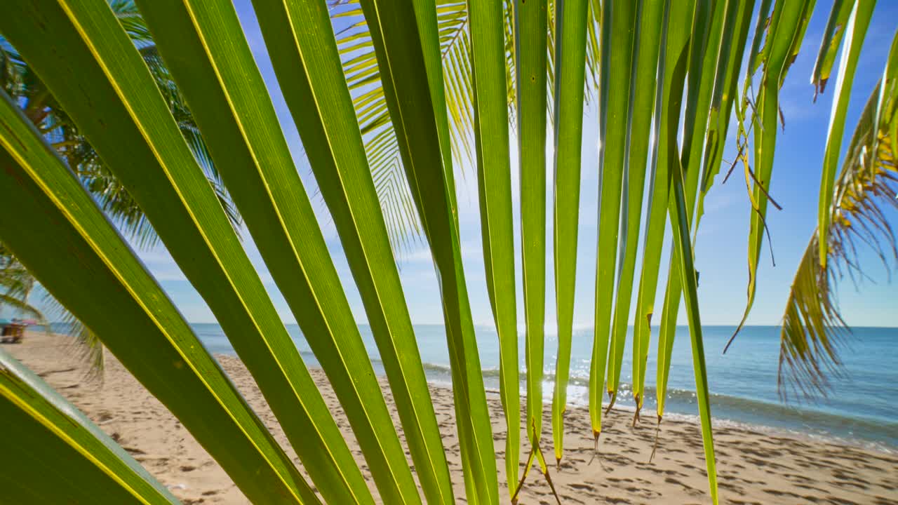 阳光透过棕榈叶。美丽的夏季自然景观，热带景观。视频素材