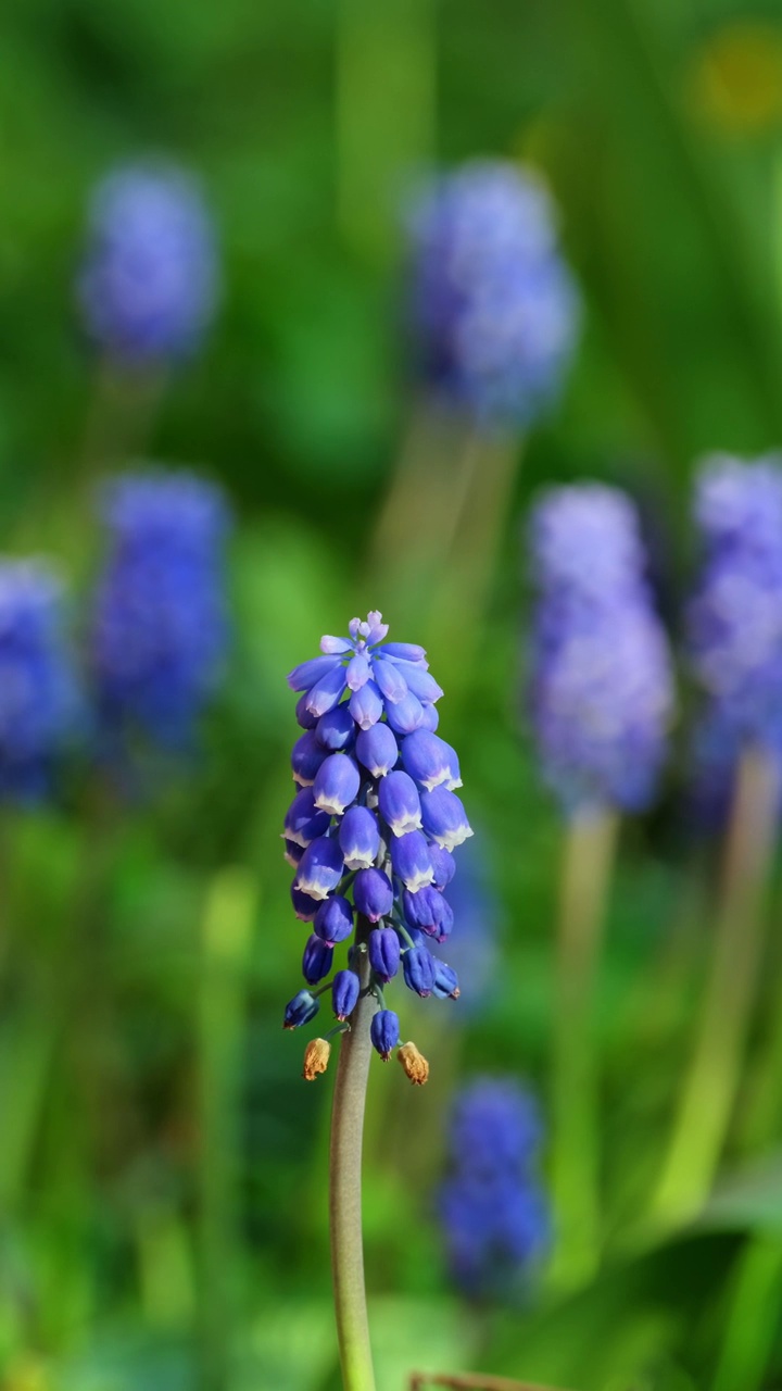 美丽的Muscari botryoides花盛开在户外视频素材