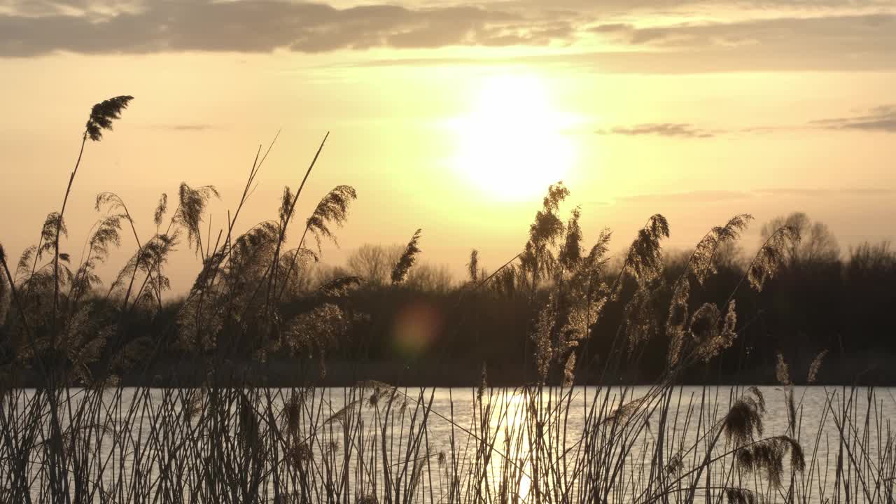 欧洲河上的日落。湖景与阳光和芦苇。自然背景视频素材