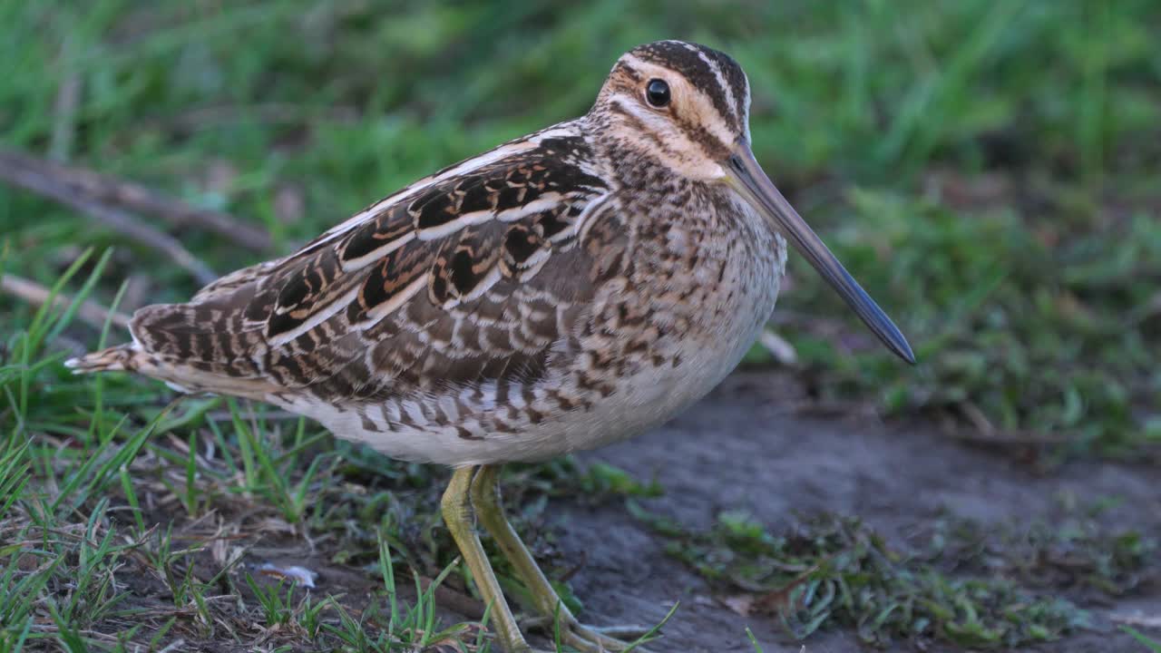 鹬鸟(Gallinago Gallinago)站在草地上。视频素材