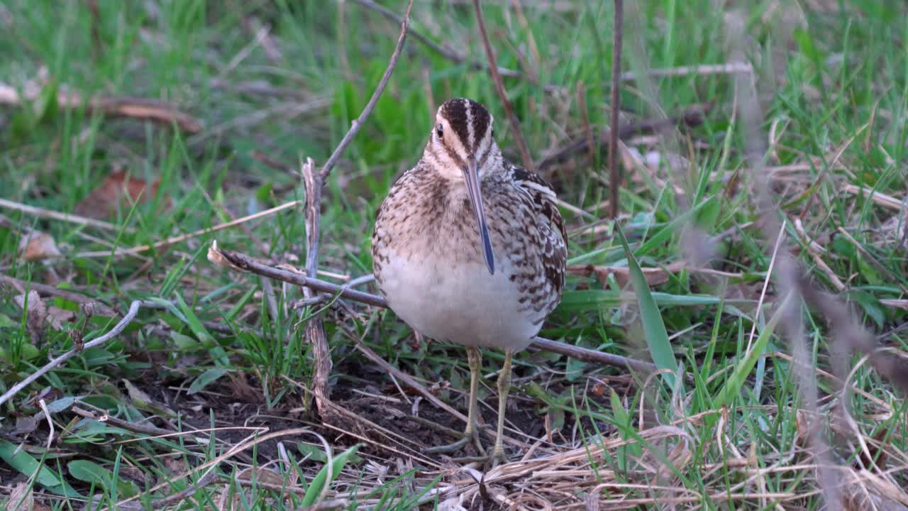 鹬鸟——鹬鸟(Gallinago Gallinago)站在草地上咕咕叫。视频素材