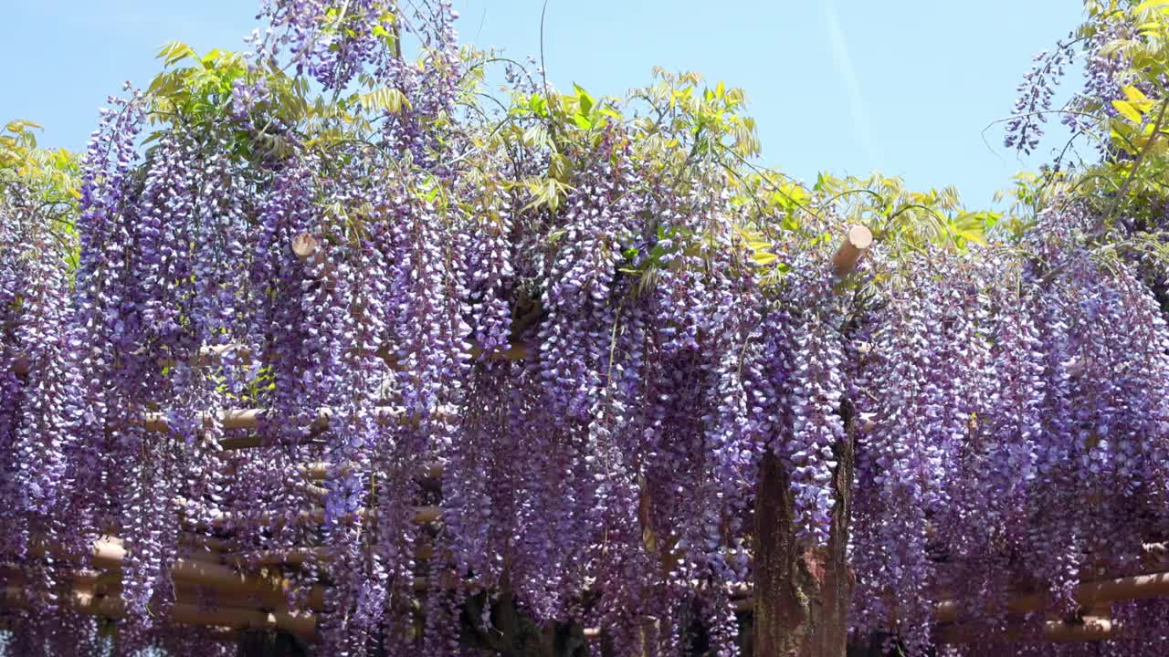 怒放的紫藤花在风中摇曳视频素材