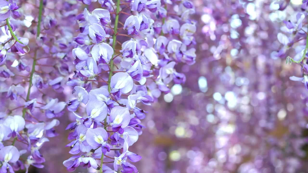 怒放的紫藤花在风中摇曳视频素材