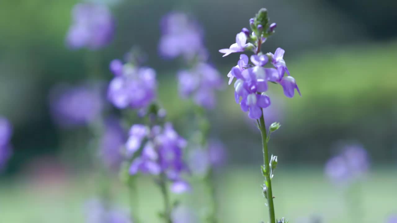 松卷花在风中摇曳视频素材