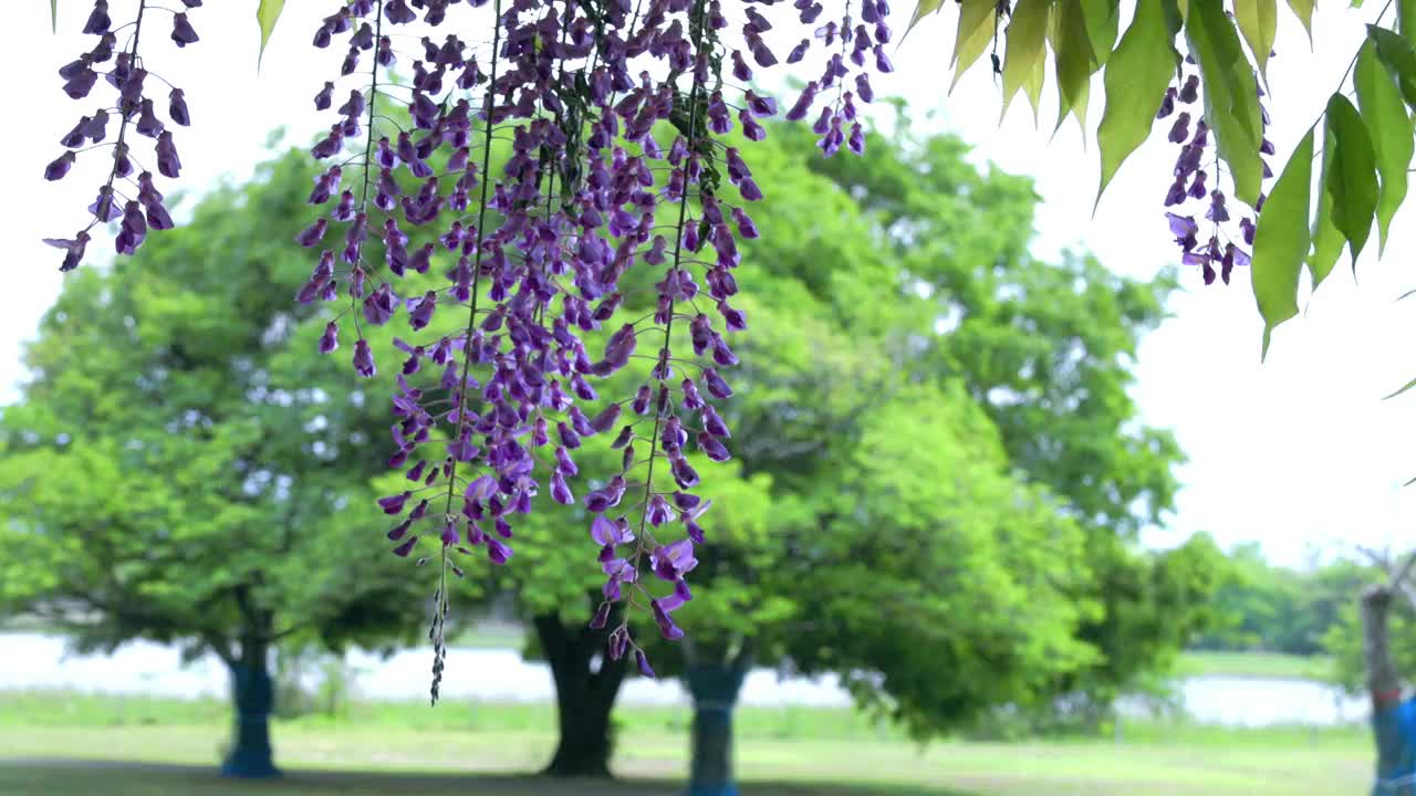 怒放的紫藤花在风中摇曳视频素材