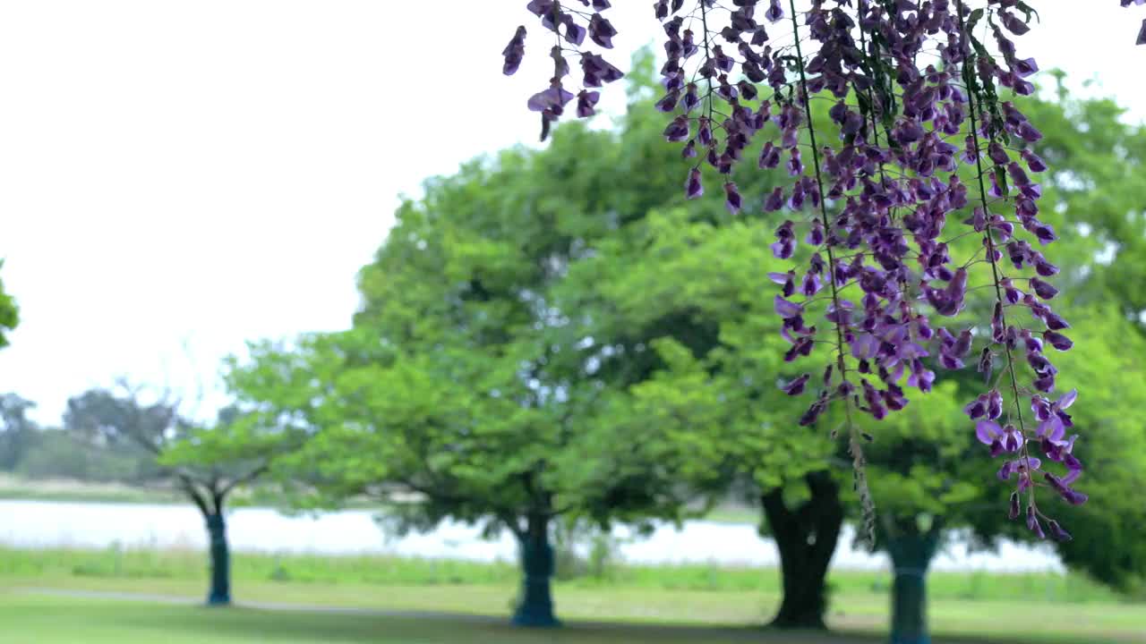 怒放的紫藤花在风中摇曳视频素材