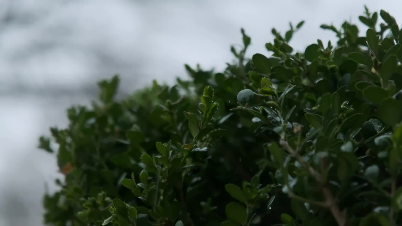 慢镜头，大雨滴入灌木丛。近距离视频素材