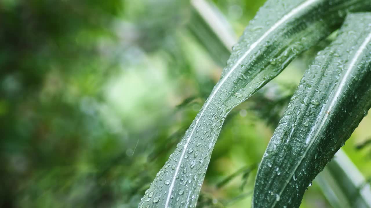 雨季，雨落视频下载