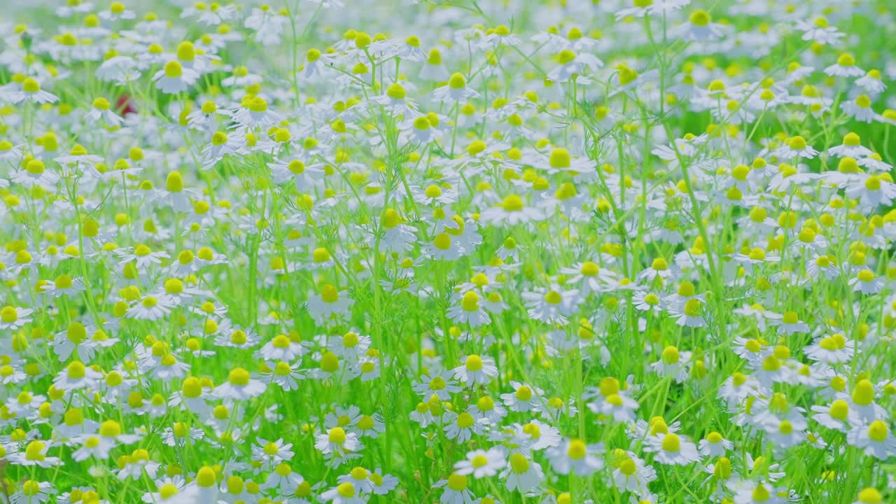 洋甘菊。洋甘菊田特写。雏菊花。美丽的自然风光，盛开的洋甘菊。阳光明媚的一天。夏季花草，洋甘菊为背景。田野里盛开的花朵视频素材